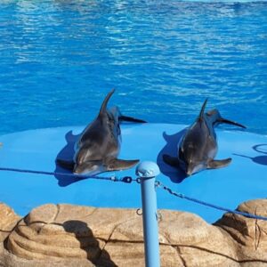 Dolphin show