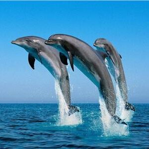 Dolphin house + seafood