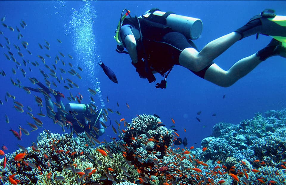 Diving intro + dolphin - Image 5