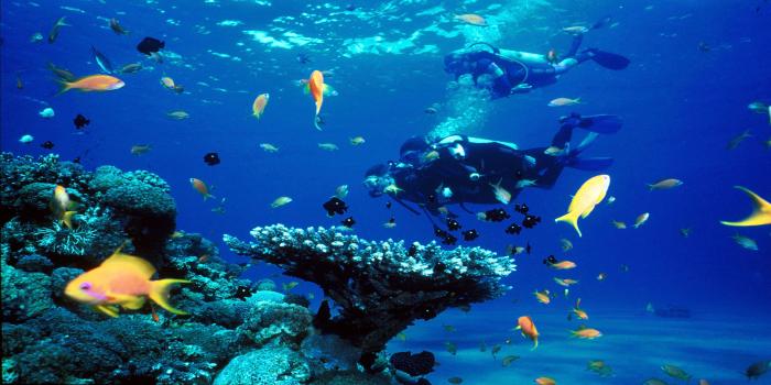 Diving intro + dolphin - Image 6