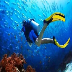 Diving intro + dolphin