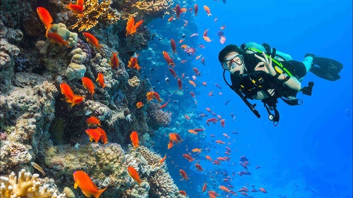 Diving intro + dolphin - Image 7