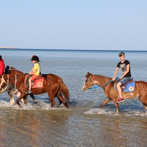 Horse riding 2 hours - Image 6